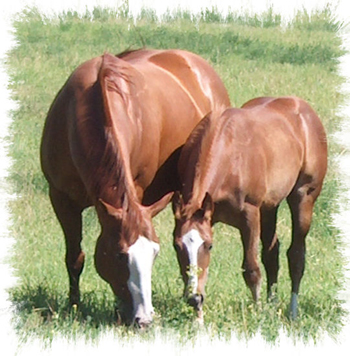 **My Tamed Horses** Sheena-&-candy