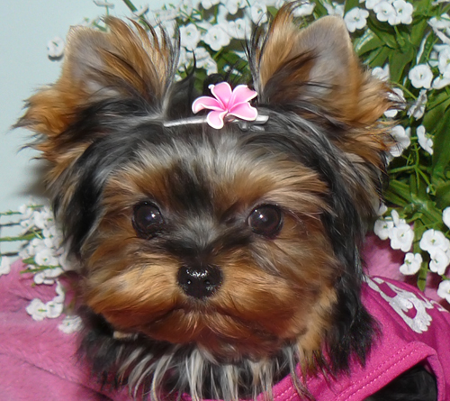 baby face yorkie puppies for sale