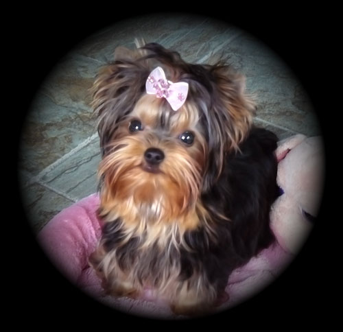 baby face yorkie puppies for sale