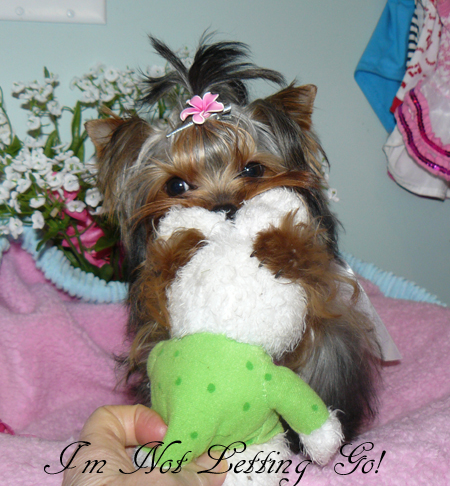 baby face yorkie puppies for sale