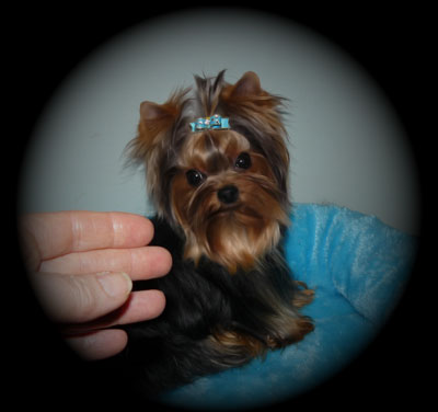 baby face yorkie puppies for sale